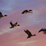 Birdwatching in Majuli: A Quick Guide for Nature Lovers