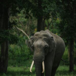 Read more about the article Solar Fence Installed in Ujani Majuli to Protect Crops and Mitigate Human-Elephant Conflict