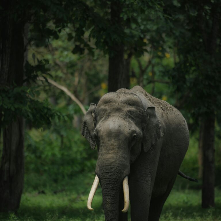 Human Elephant Conflicts