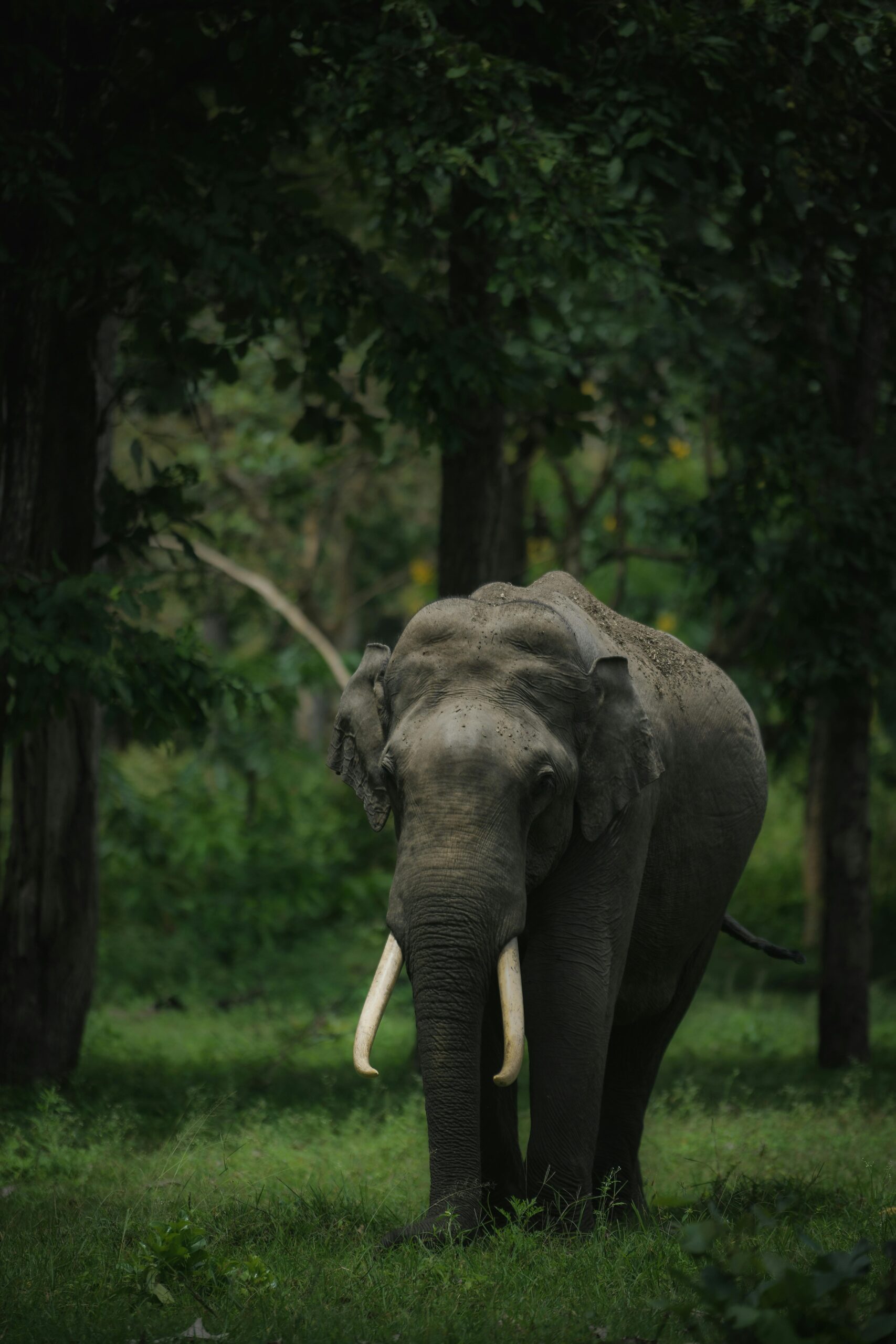 Read more about the article Solar Fence Installed in Ujani Majuli to Protect Crops and Mitigate Human-Elephant Conflict